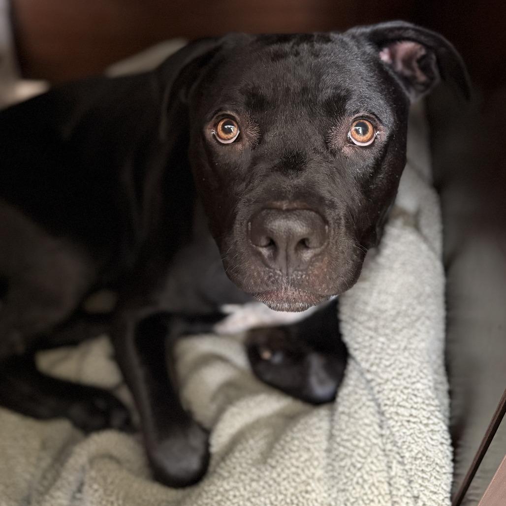 Oogie Boogie thumbnail 5