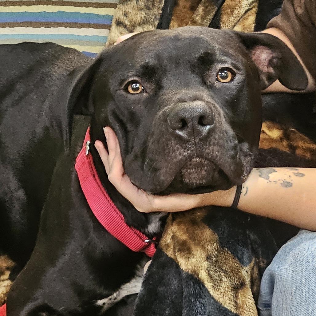 Oogie Boogie thumbnail 6