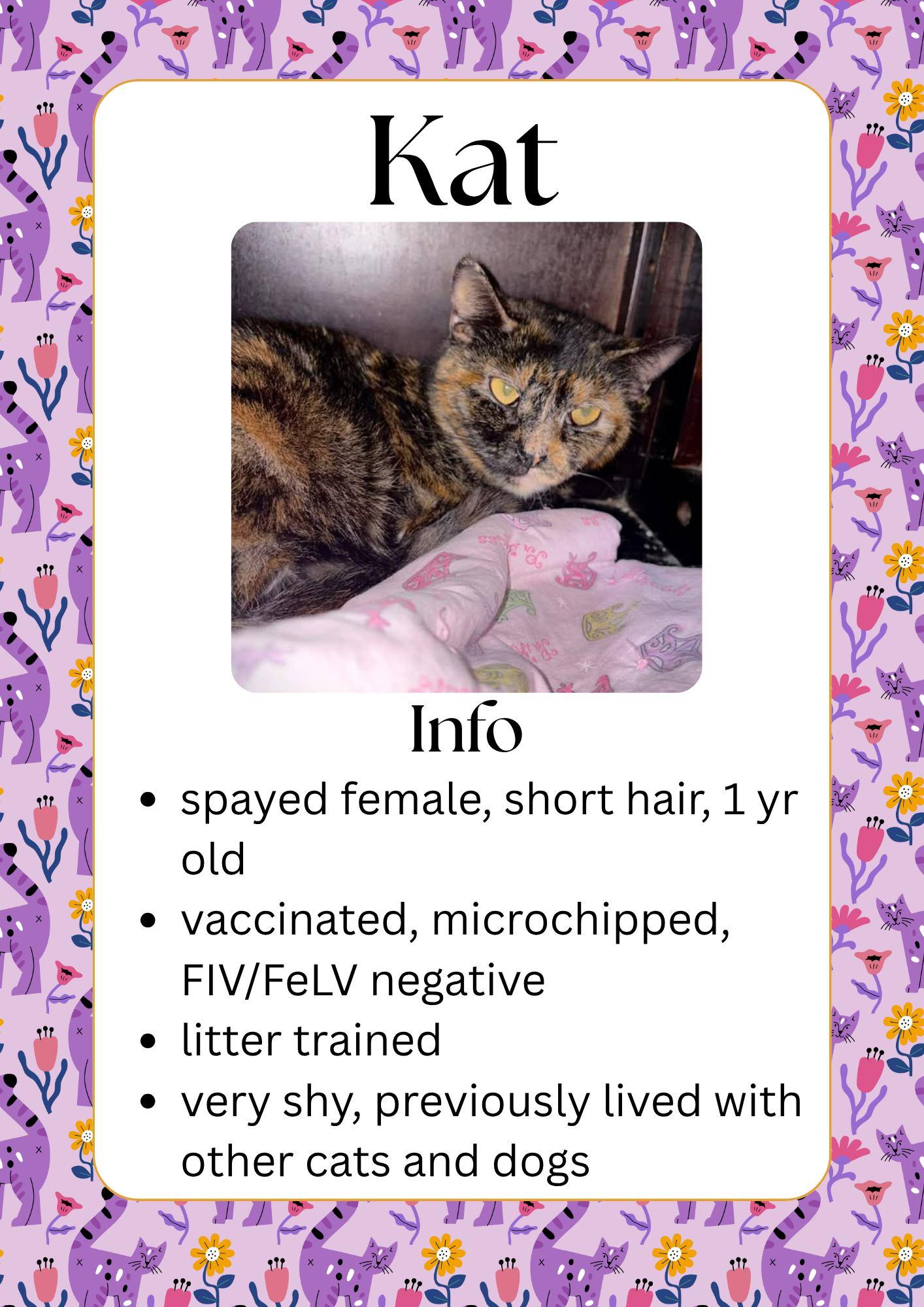 Kat, ADOPTABLE, Adult Female Domestic Short Hair.