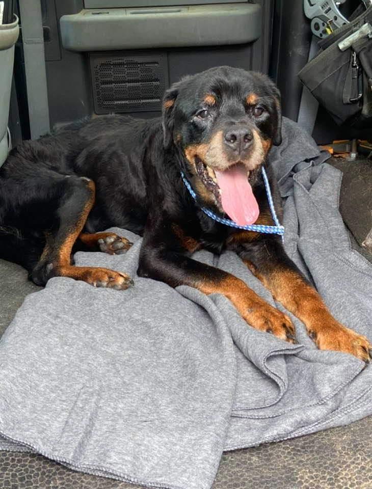 Beau, a Adoptable Rottweiler in Perkasie, PA image 2/6
