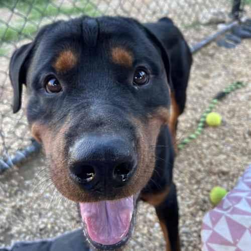 Beau, Adoptable, Young Male Rottweiler.