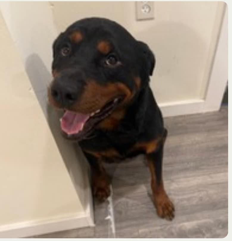 Beau, a Adoptable Rottweiler in Perkasie, PA image 5/6