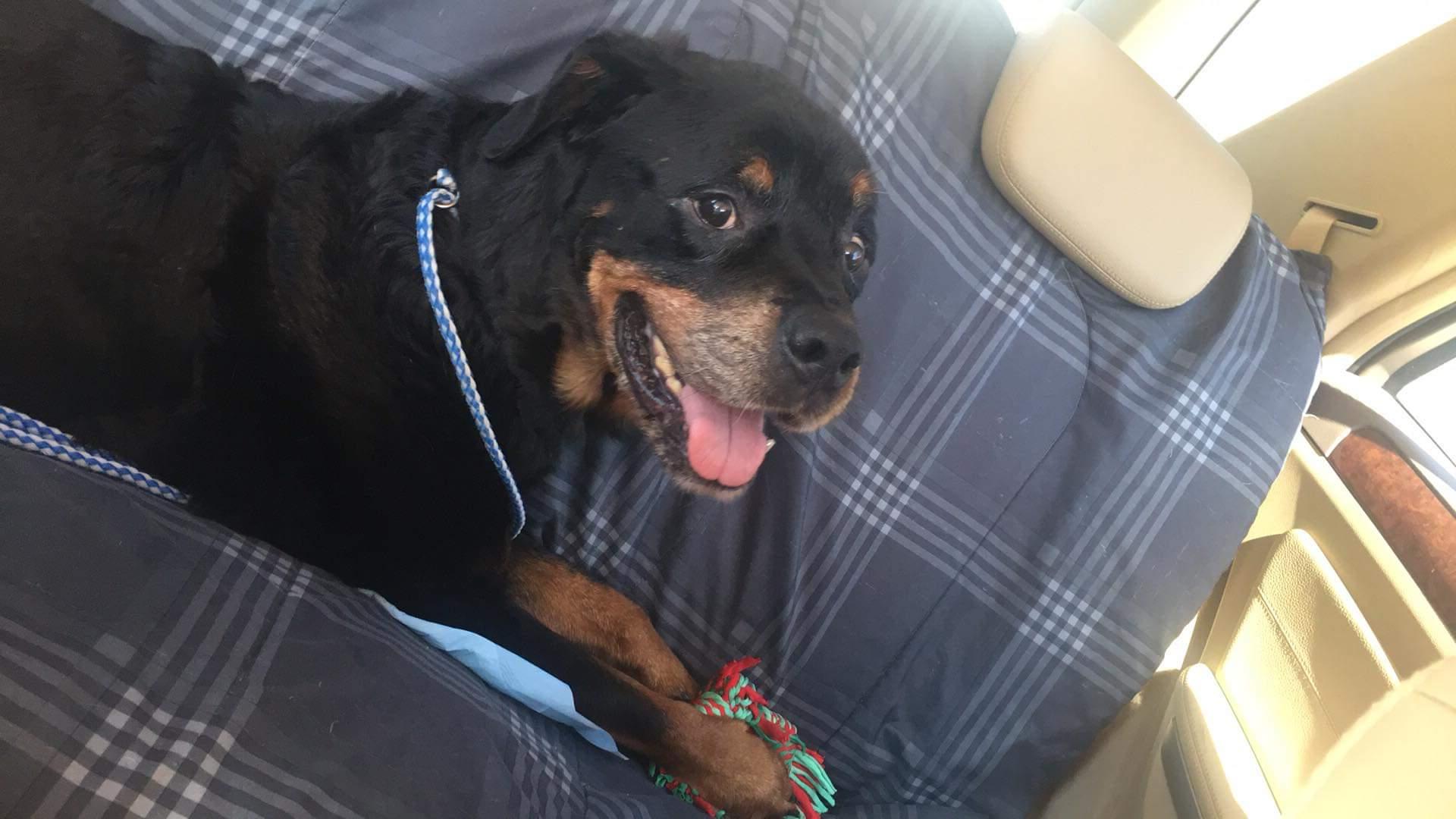 Beau, a Adoptable Rottweiler in Perkasie, PA image 4/6