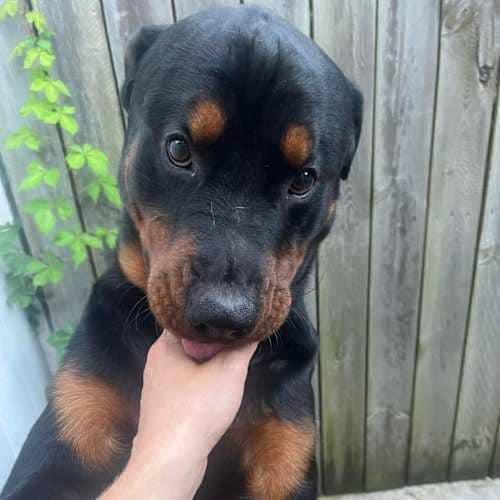 Beau, a Adoptable Rottweiler in Perkasie, PA image 6/6