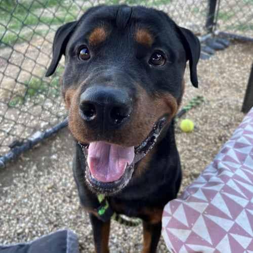 Beau, a Adoptable Rottweiler in Perkasie, PA image 3/6