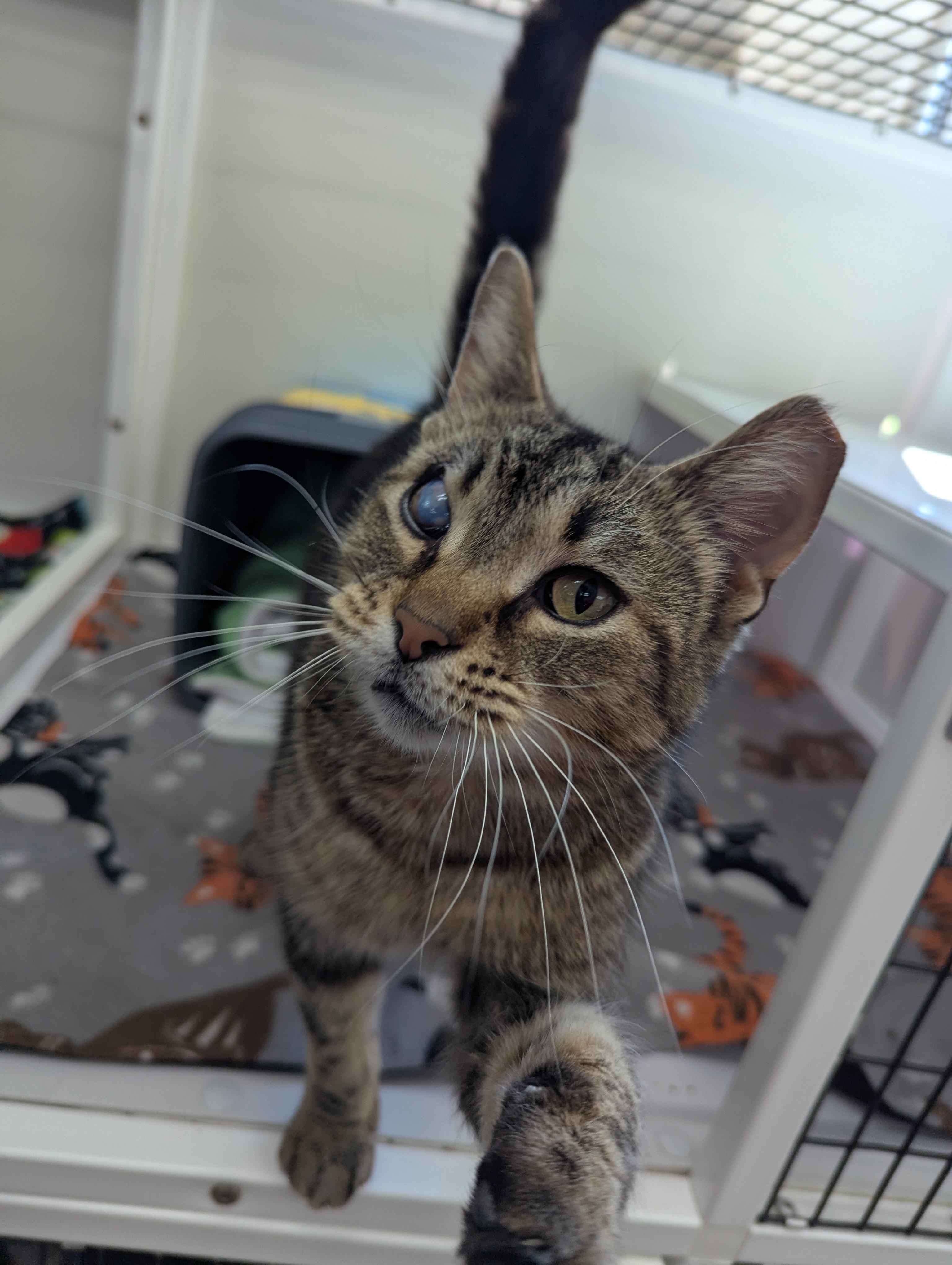 Enlarge Scar, an adopted Domestic Short Hair in Oconto, WI image 1/1