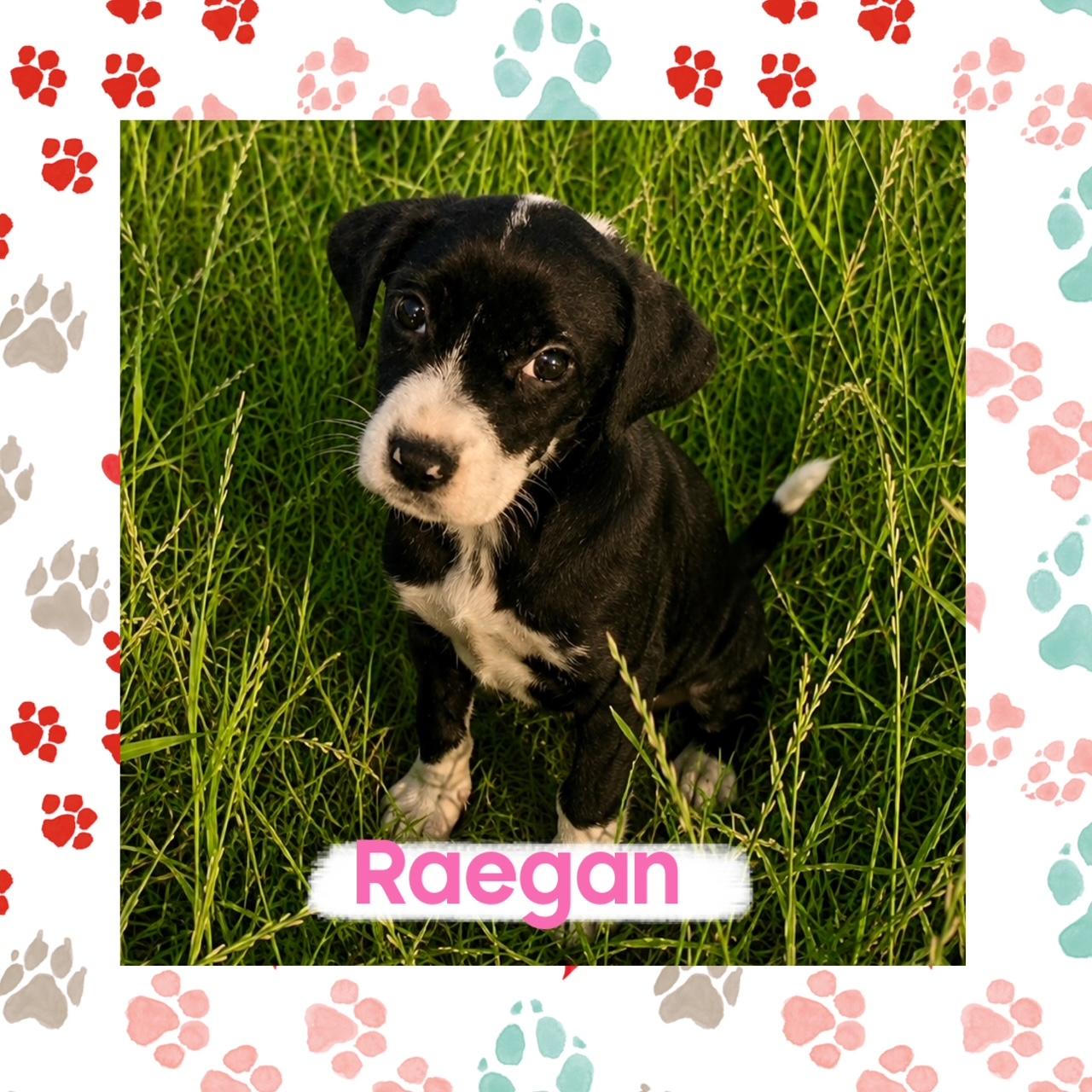 "Horror Hound" Crew, a ADOPTABLE mixed breed in Richmond, VA image 2/6