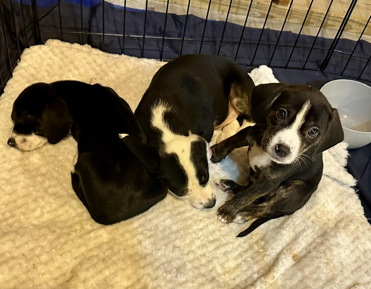 "Horror Hound" Crew, a ADOPTABLE mixed breed in Richmond, VA image 6/6
