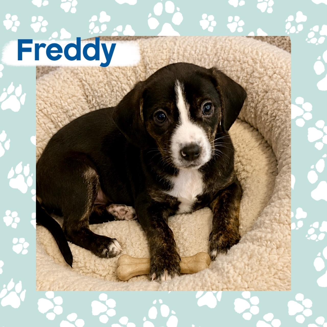 "Horror Hound" Crew, a ADOPTABLE mixed breed in Richmond, VA image 4/6