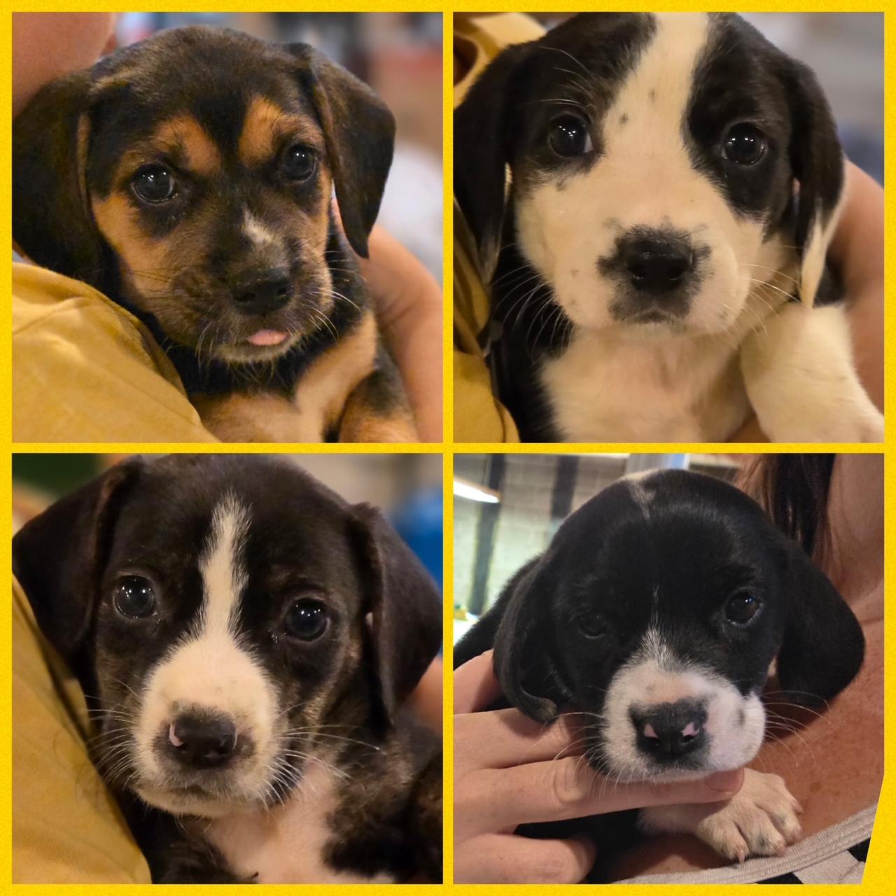 "Horror Hound" Crew, a ADOPTABLE mixed breed in Richmond, VA image 1/6