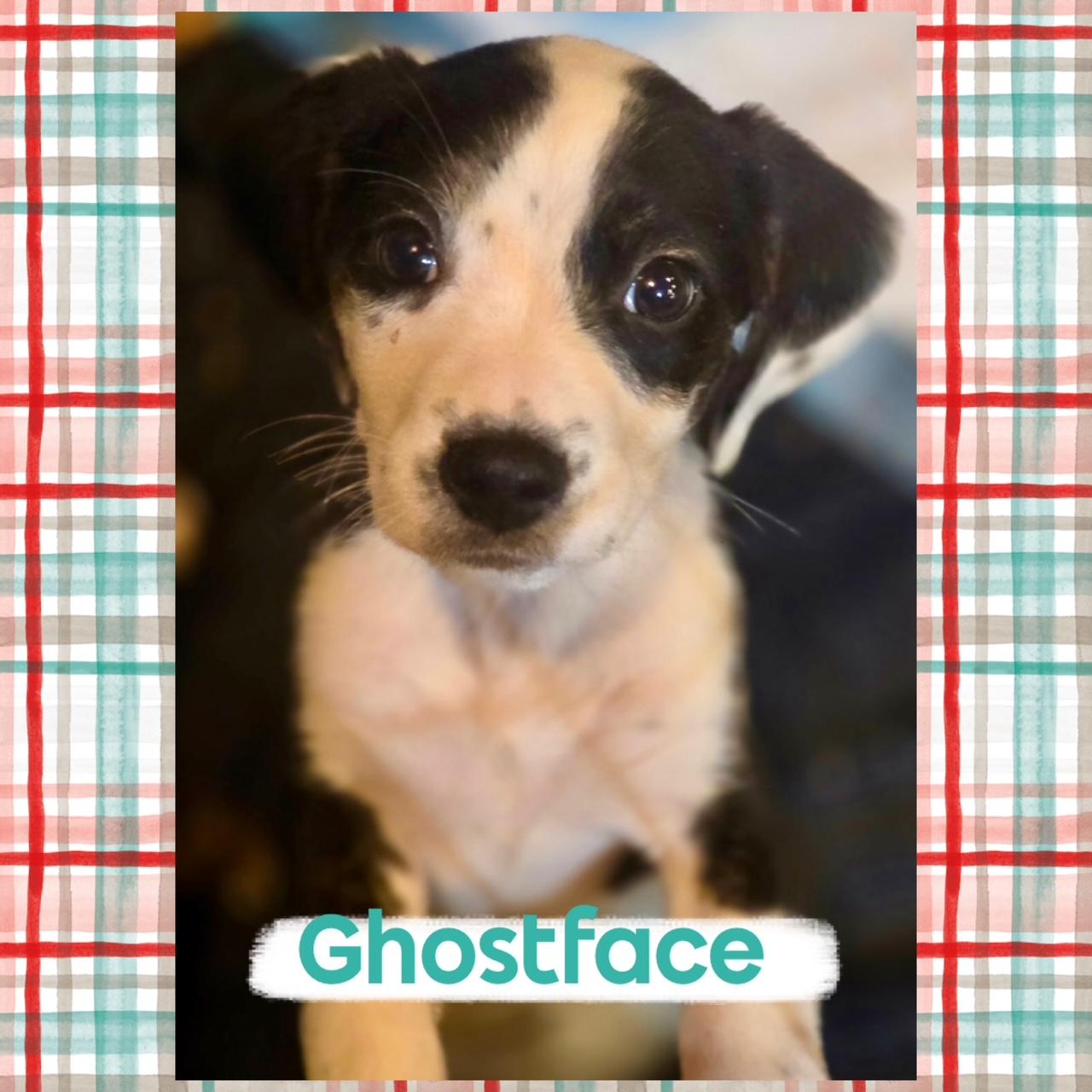 "Horror Hound" Crew, a ADOPTABLE mixed breed in Richmond, VA image 5/6