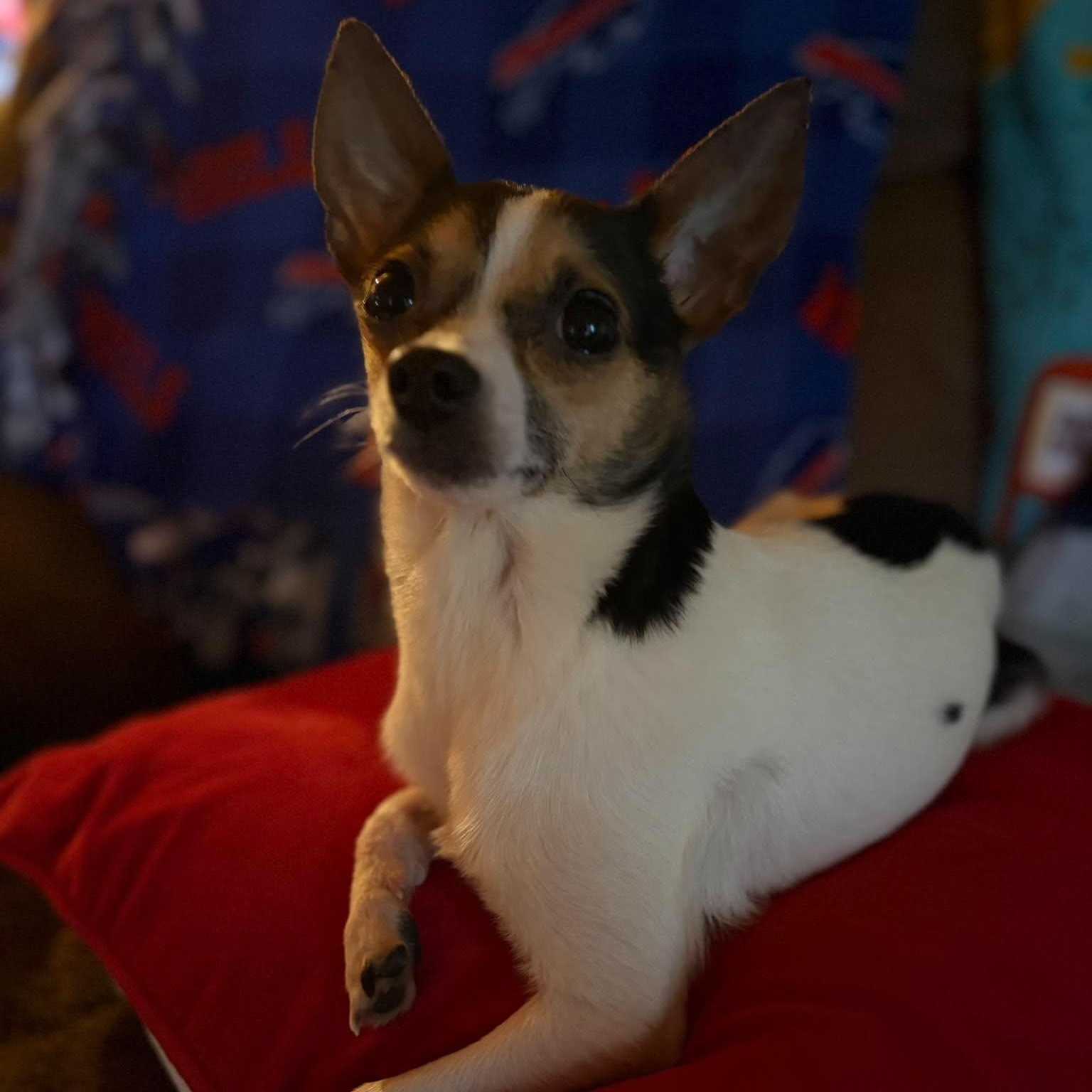 Abby Cadabby, an adopted mixed breed in Branchport, NY image 2/6
