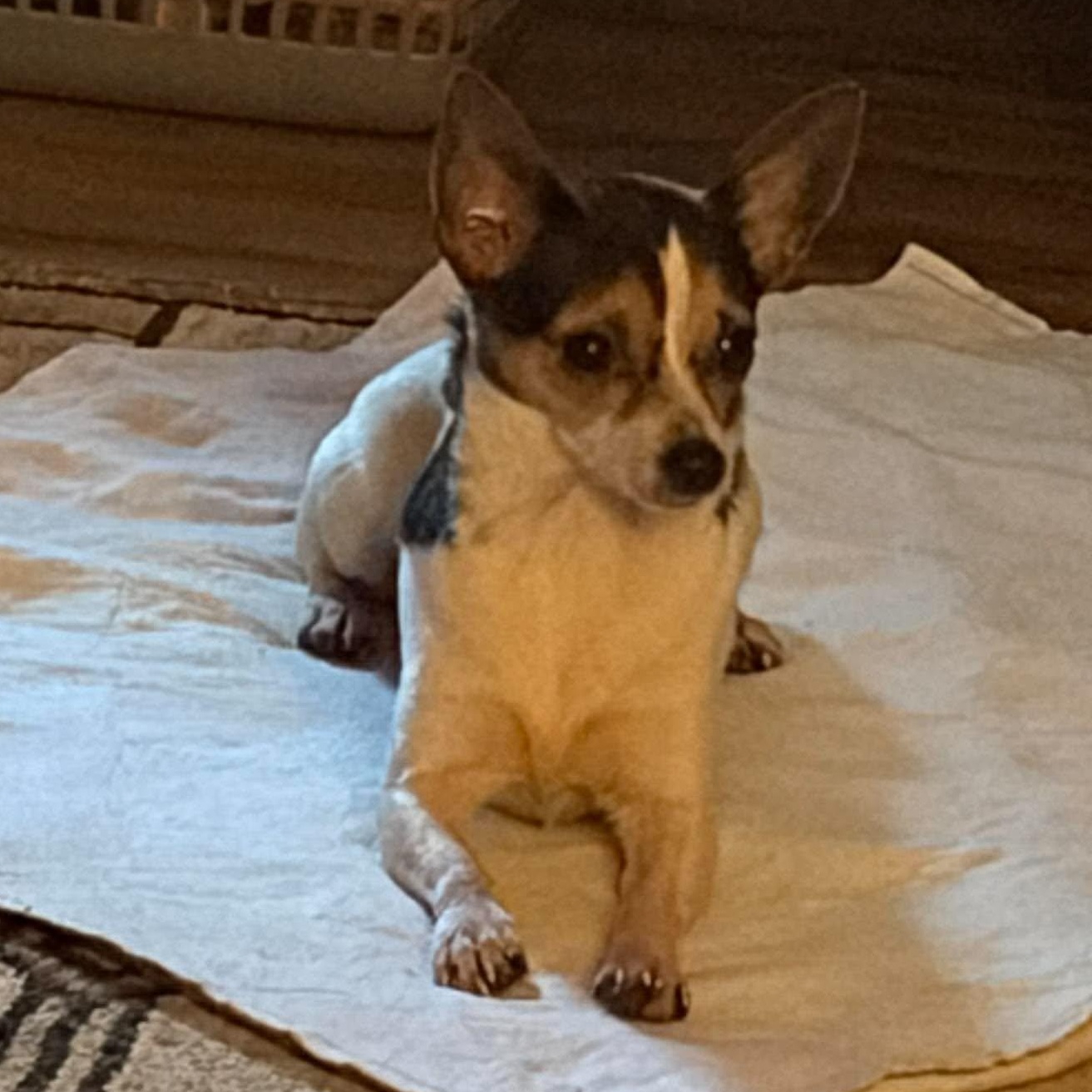 Abby Cadabby, an adopted mixed breed in Branchport, NY image 4/6