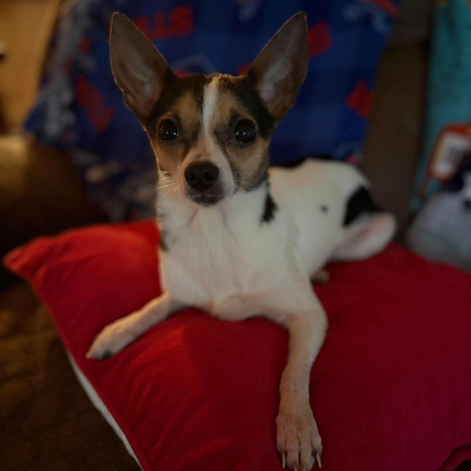 Abby Cadabby, adopted, Adult Female Chihuahua.