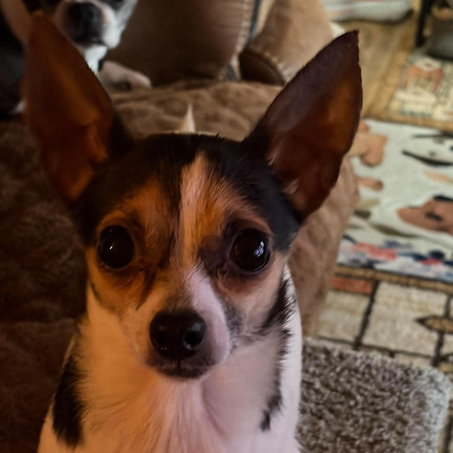 Abby Cadabby, an adopted mixed breed in Branchport, NY image 3/6