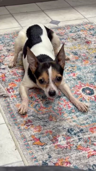 Enlarge Abby Cadabby, an adopted mixed breed in Branchport, NY video 5/6