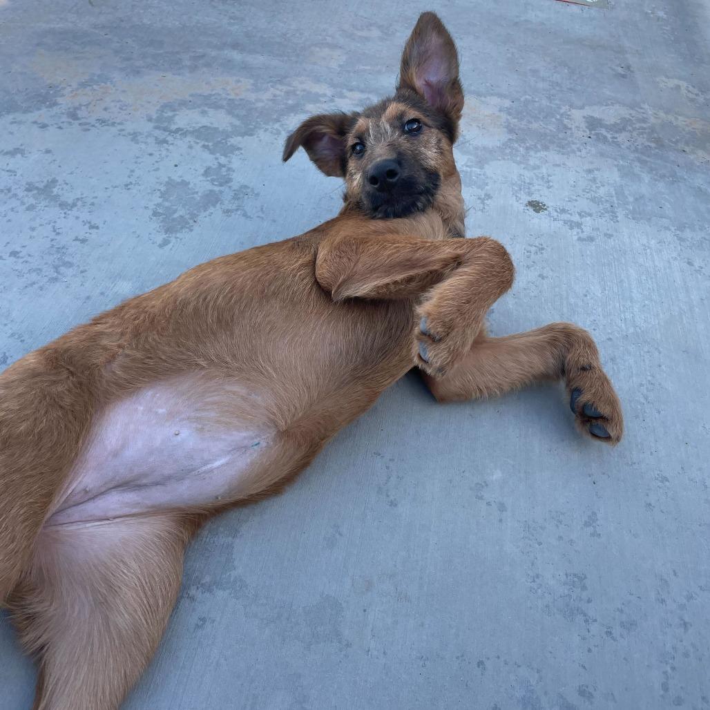 Omara, Adoptable, Puppy Female Standard Poodle & Mixed Breed.