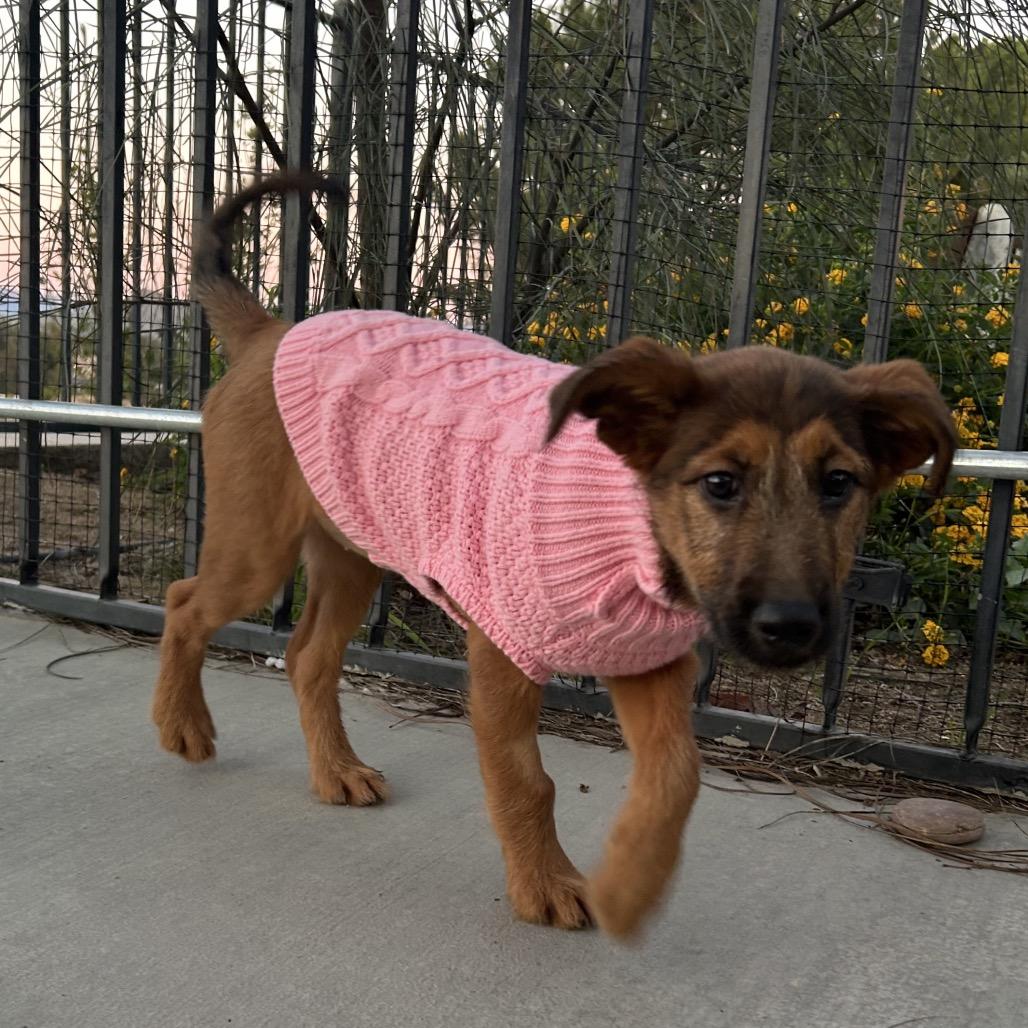 Omara, Adoptable, Puppy Female Standard Poodle & Mixed Breed.
