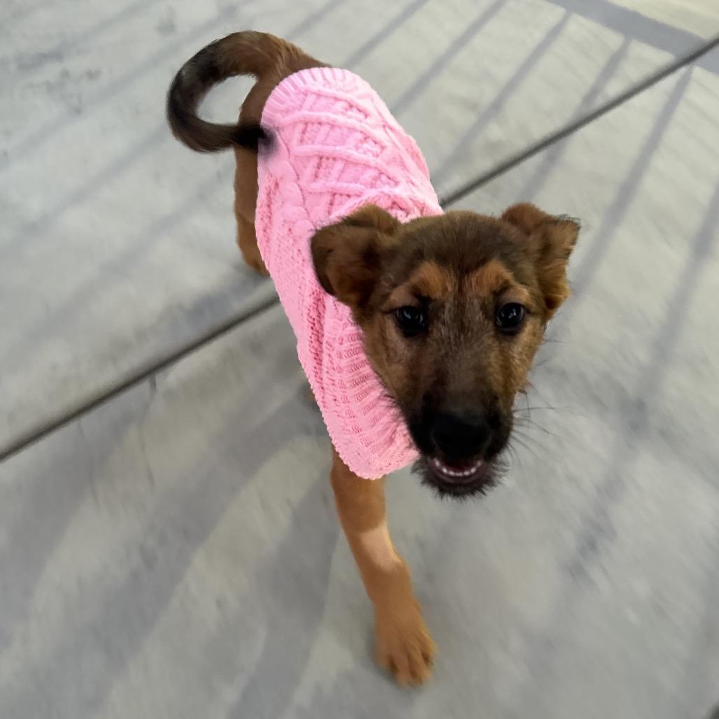 Enlarge Omara, a Adoptable mixed breed in Riverside, CA image 2/3