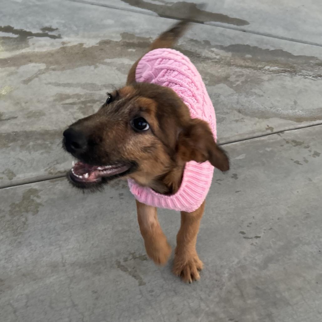 Enlarge Omara, a Adoptable mixed breed in Riverside, CA image 3/3