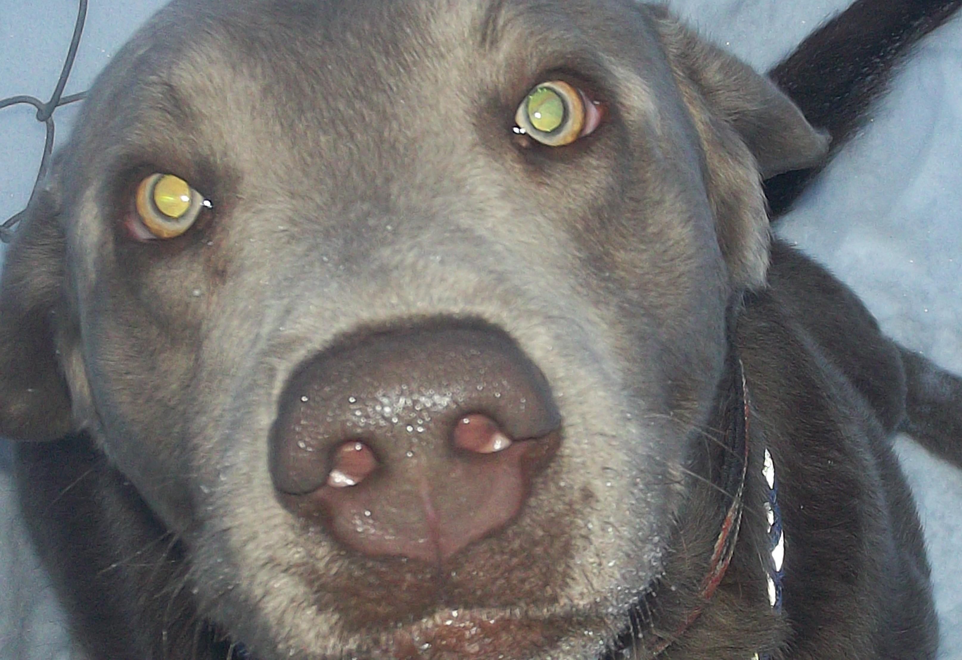 Enlarge SMOKEY, a ADOPTABLE Labrador Retriever in Reed City, MI image 2/4