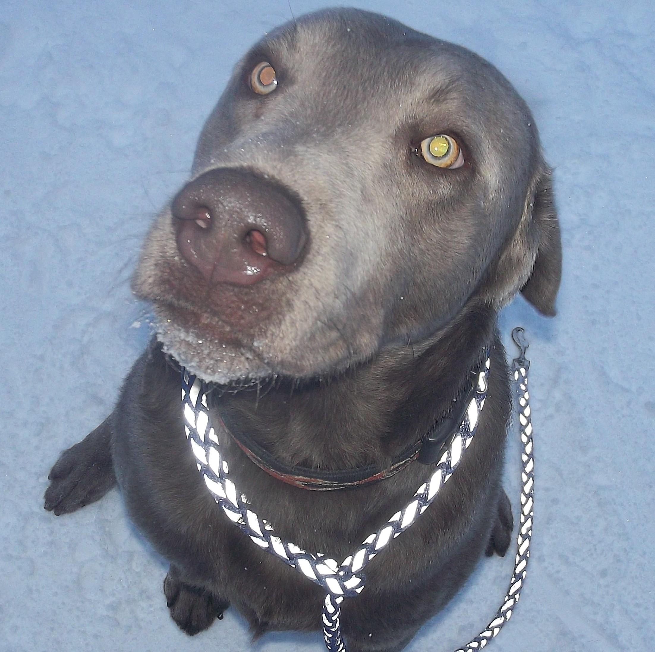 Enlarge SMOKEY, a ADOPTABLE Labrador Retriever in Reed City, MI image 4/4