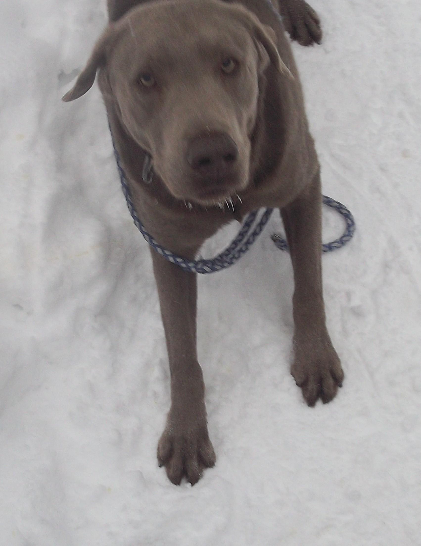 Enlarge SMOKEY, a ADOPTABLE Labrador Retriever in Reed City, MI image 3/4