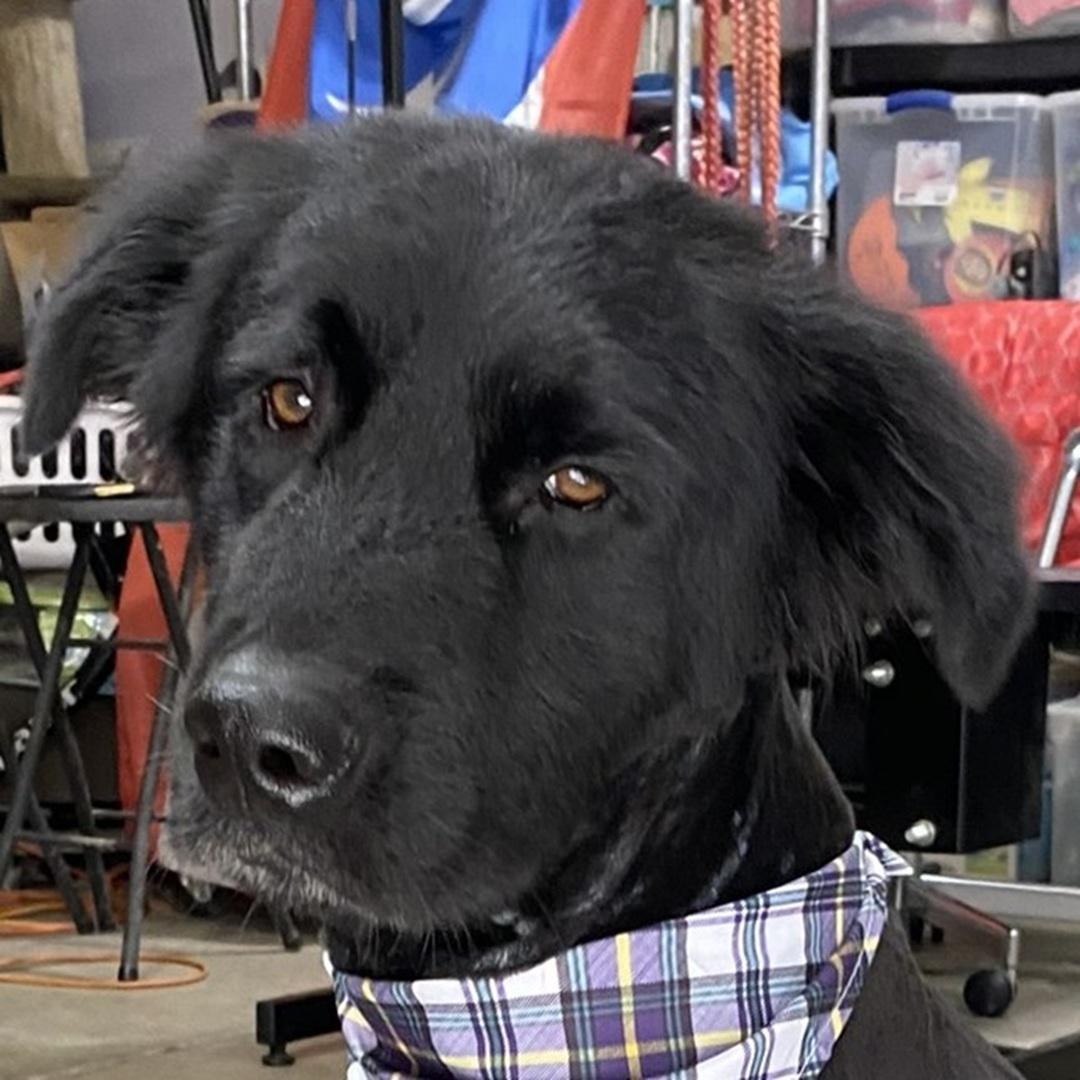 Enlarge JADON, an adoptable mixed breed in Bakersfield, CA image 2/2