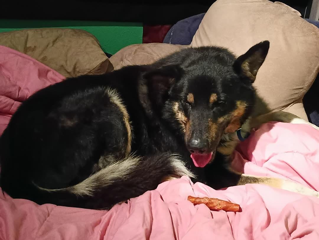 Buck, a Adopted German Shepherd Dog in Selah, WA image 2/2