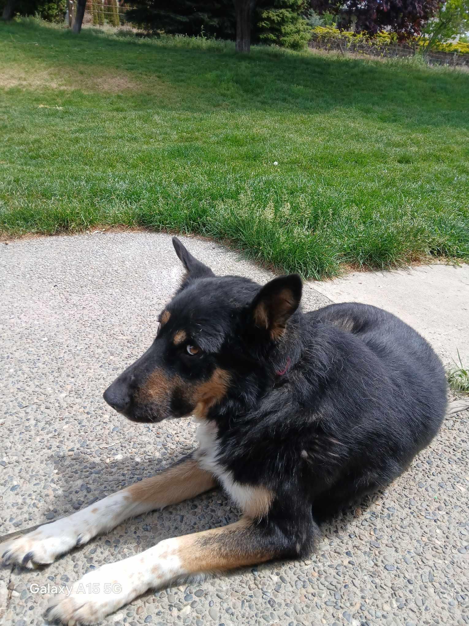 Buck, Adopted, Adult Male German Shepherd Dog.