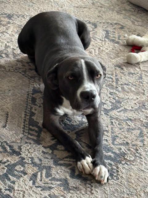 Freddy, an adopted Pit Bull Terrier in Eagle, ID image 2/2