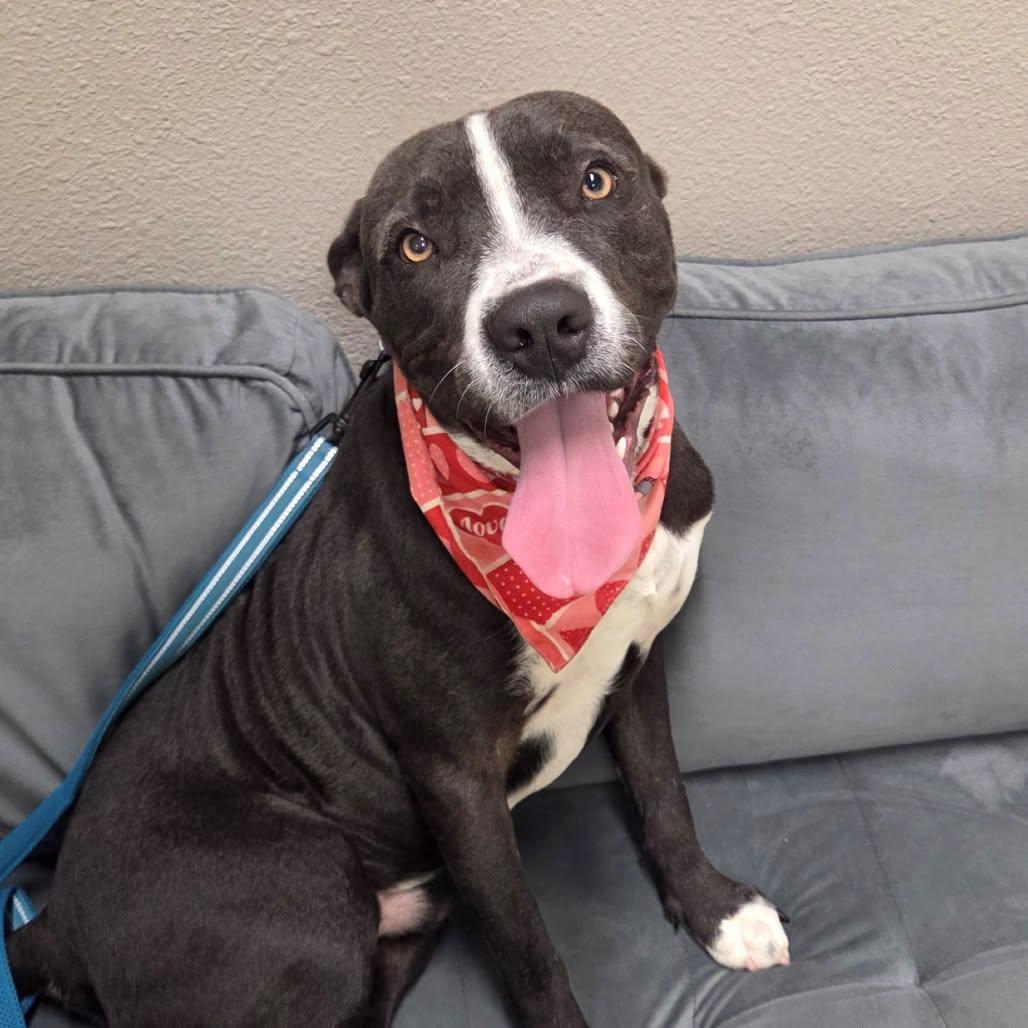 Freddy, adopted, Adult Male Pit Bull Terrier.