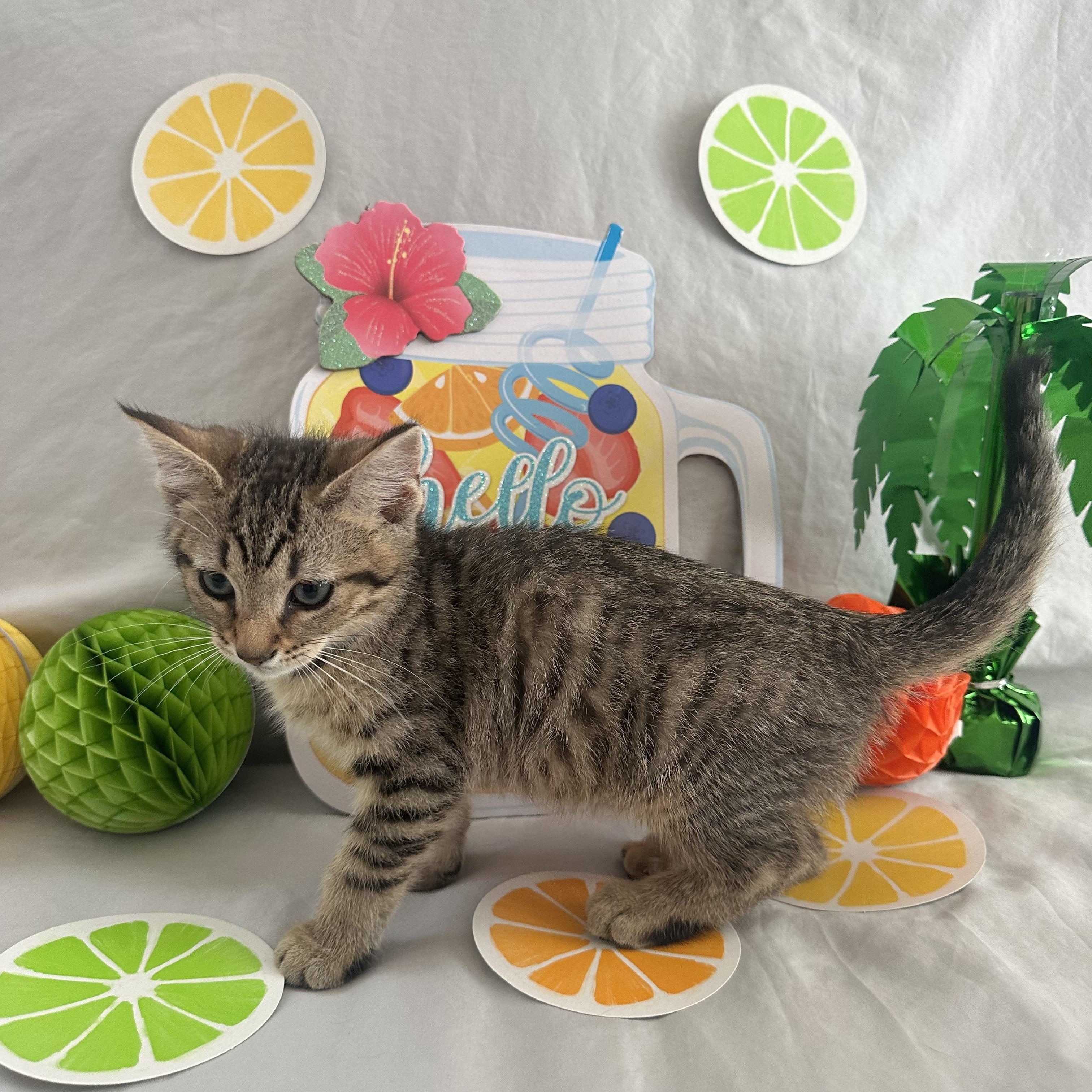 Lime photo 2