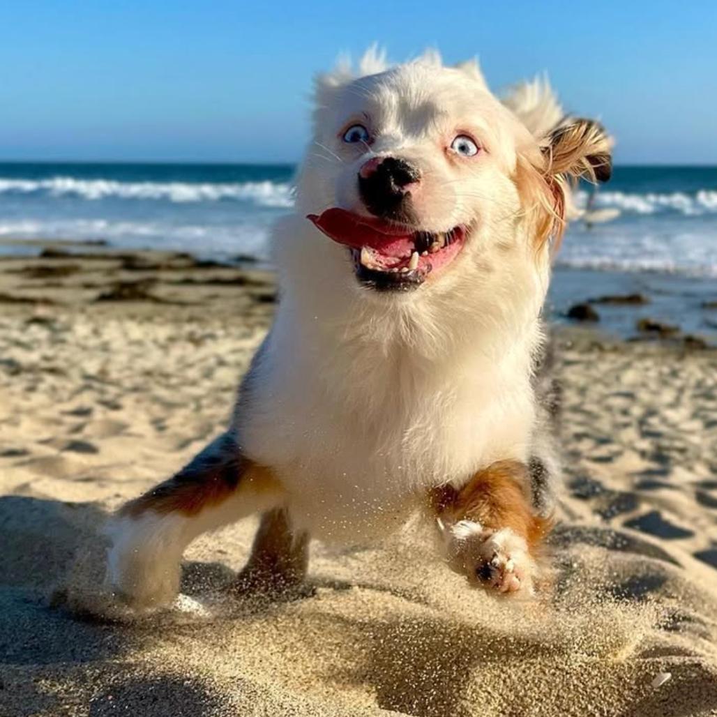 Pearl, Adoptable, Adult Female Australian Shepherd.