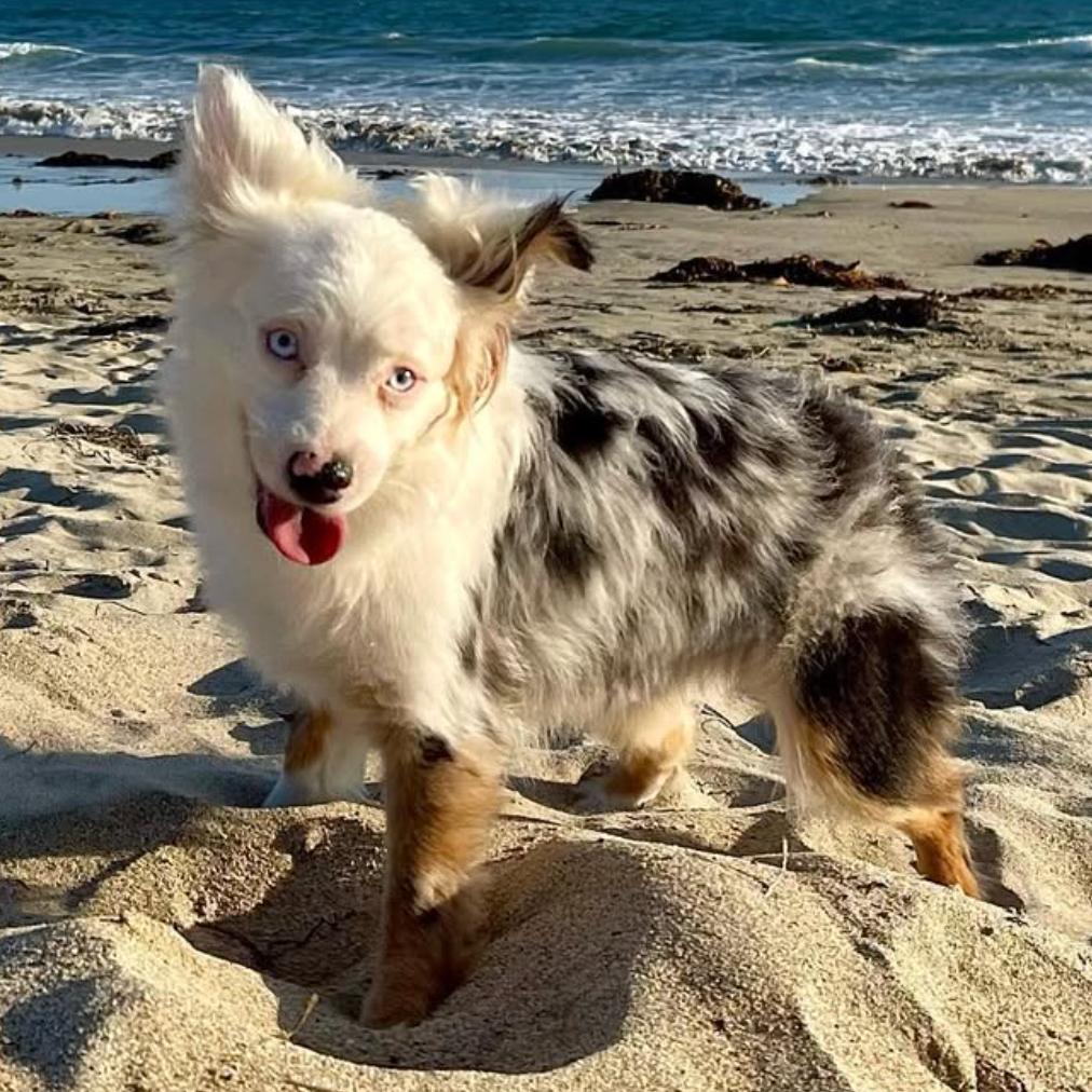 Enlarge Pearl, a Adoptable Australian Shepherd in Apple Valley, CA image 2/5