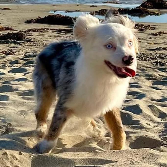 Enlarge Pearl, a Adoptable Australian Shepherd in Apple Valley, CA image 3/5