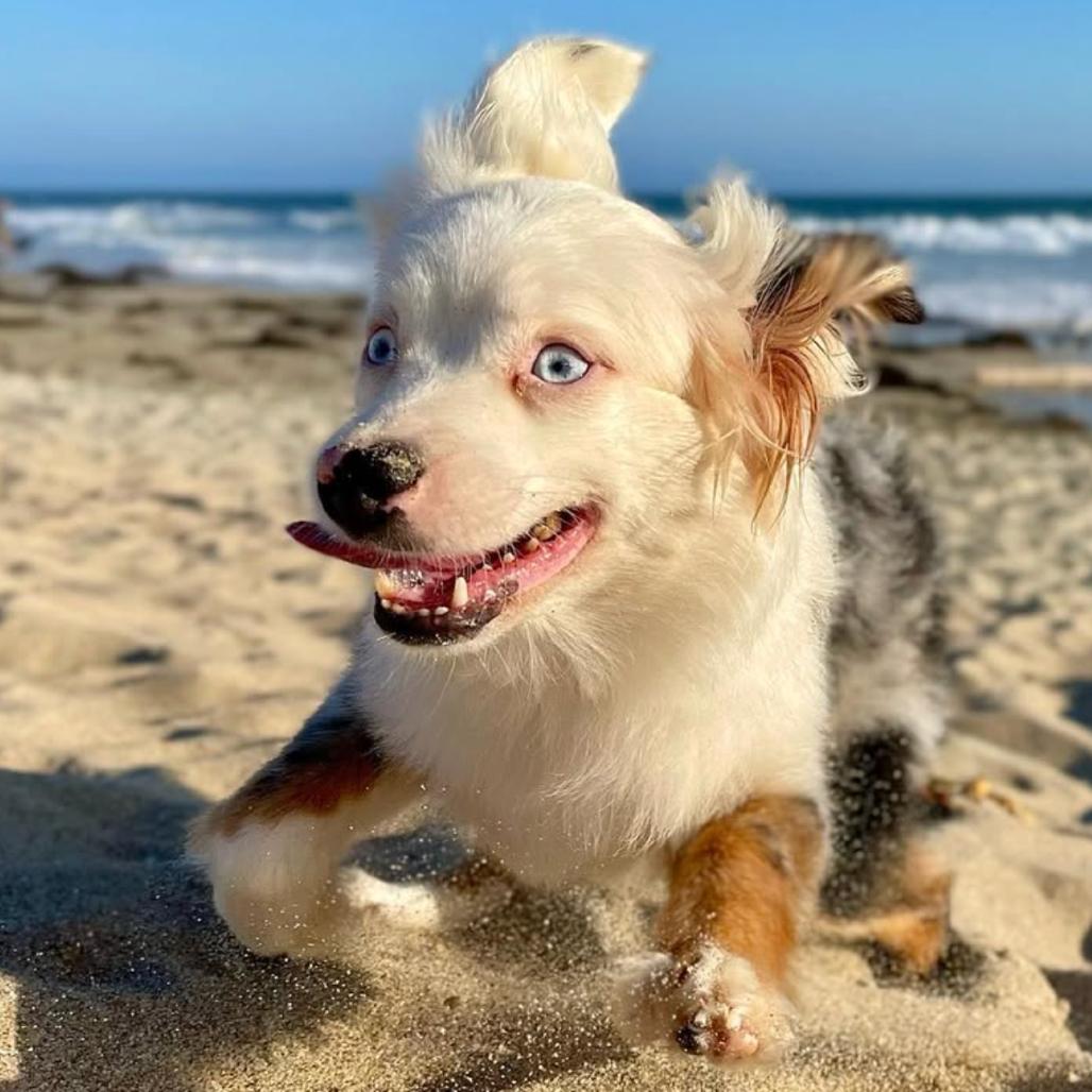 Enlarge Pearl, a Adoptable Australian Shepherd in Apple Valley, CA image 4/5
