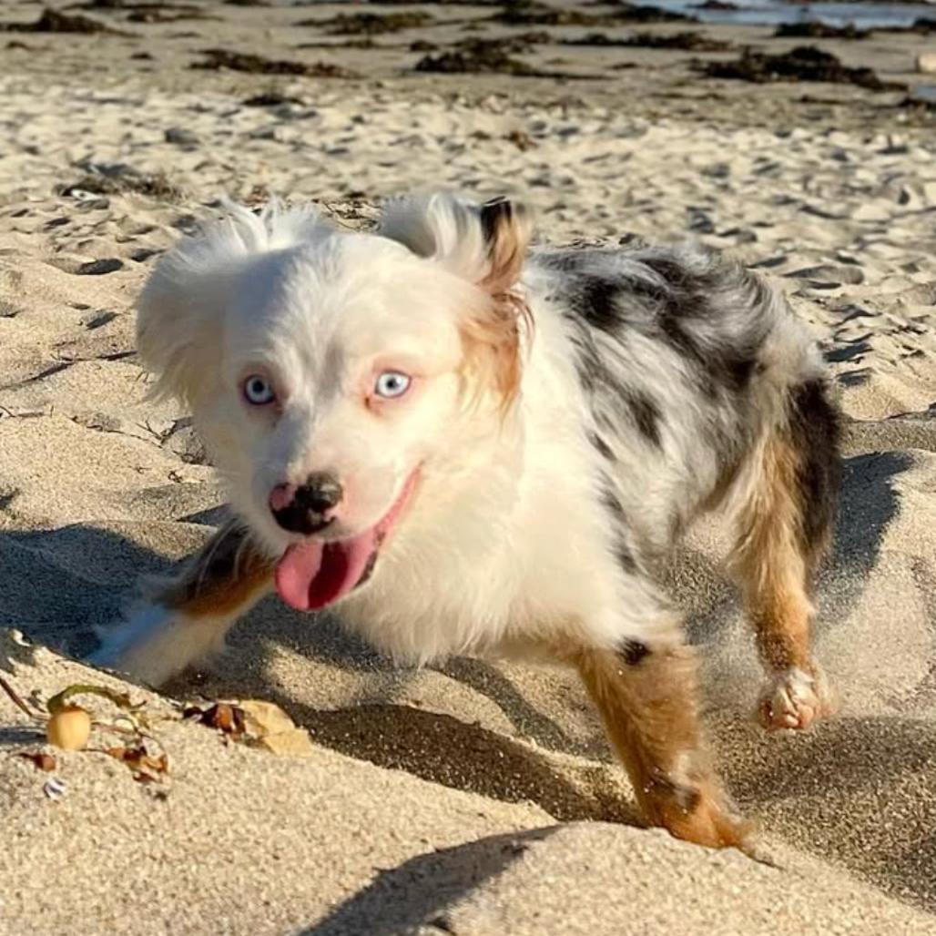 Enlarge Pearl, a Adoptable Australian Shepherd in Apple Valley, CA image 5/5