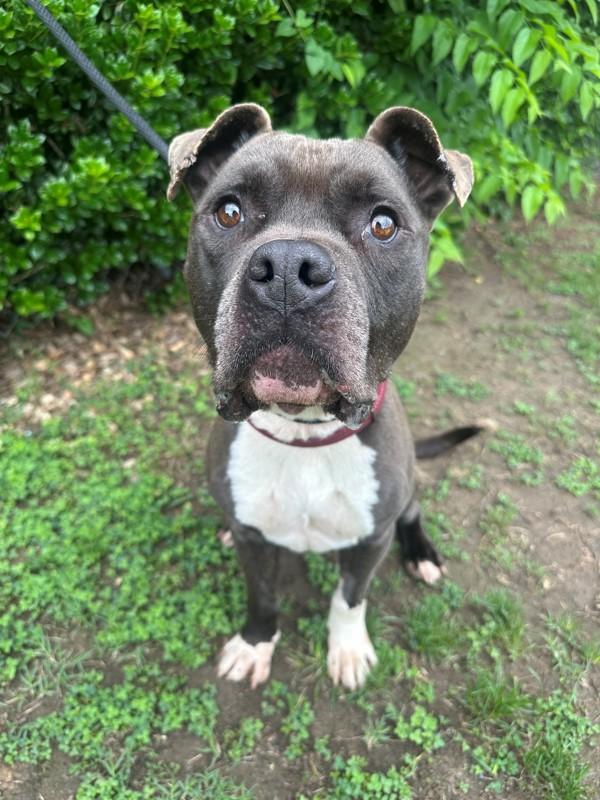 Long Arm of the Law, Adoptable, Adult Male Pit Bull Terrier.