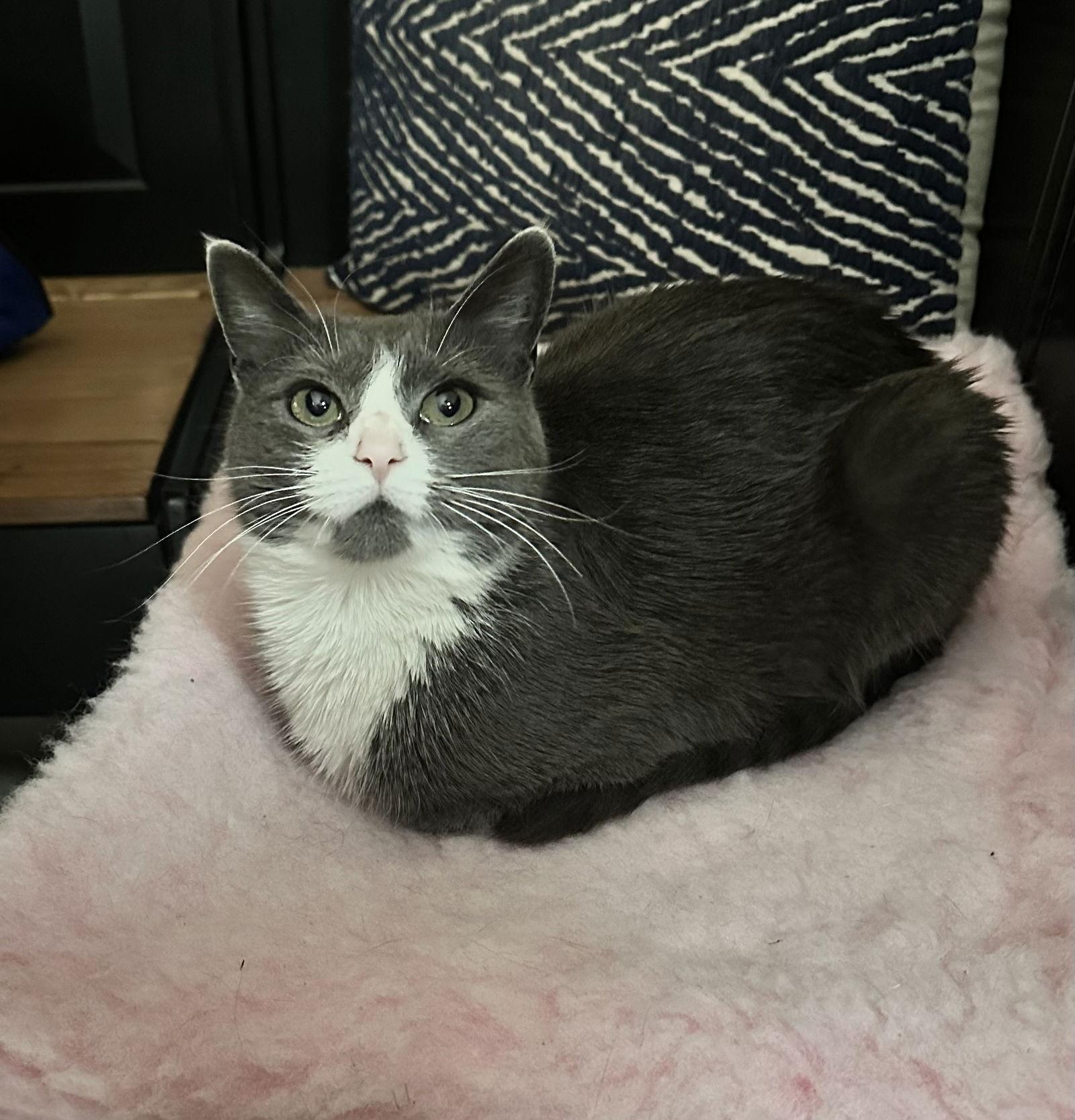 Enlarge Allie, a Adopted Domestic Short Hair in Stewartsville, NJ image 1/3