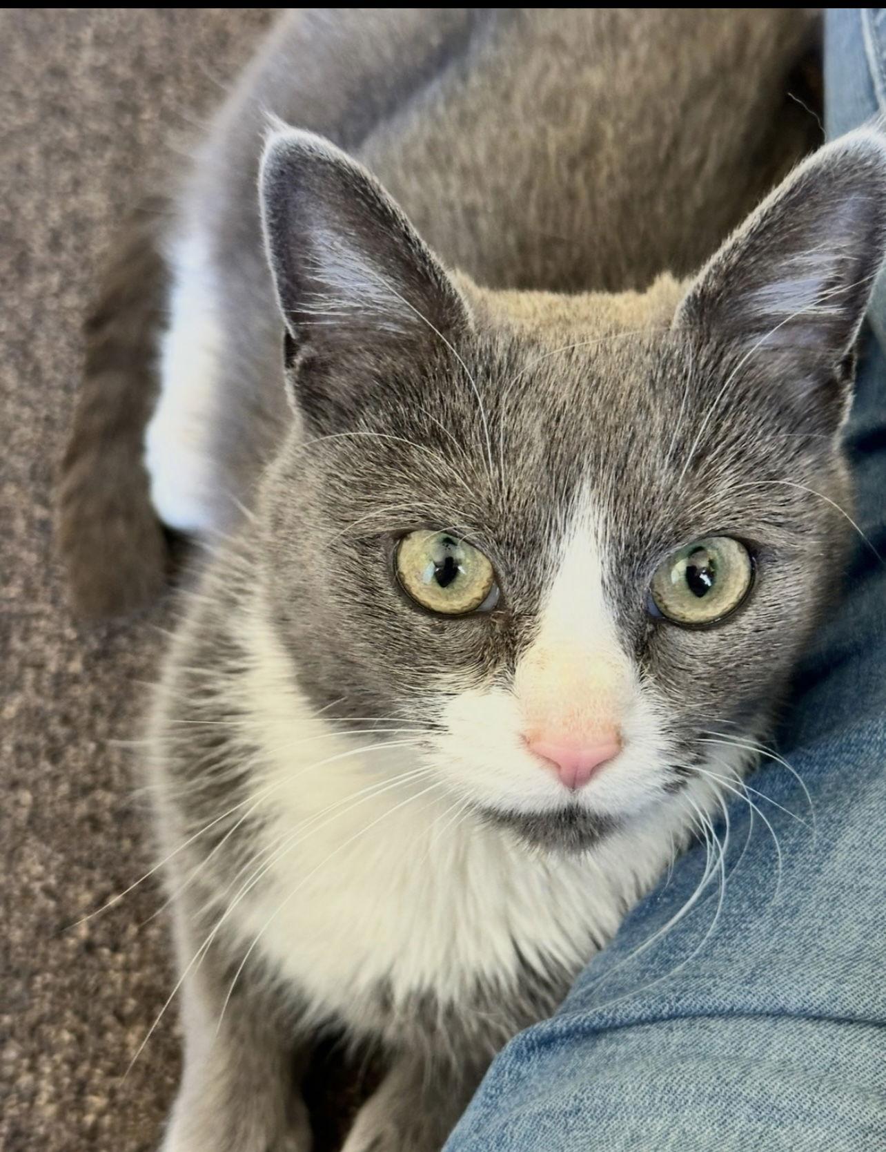 Enlarge Allie, a Adopted Domestic Short Hair in Stewartsville, NJ image 2/3