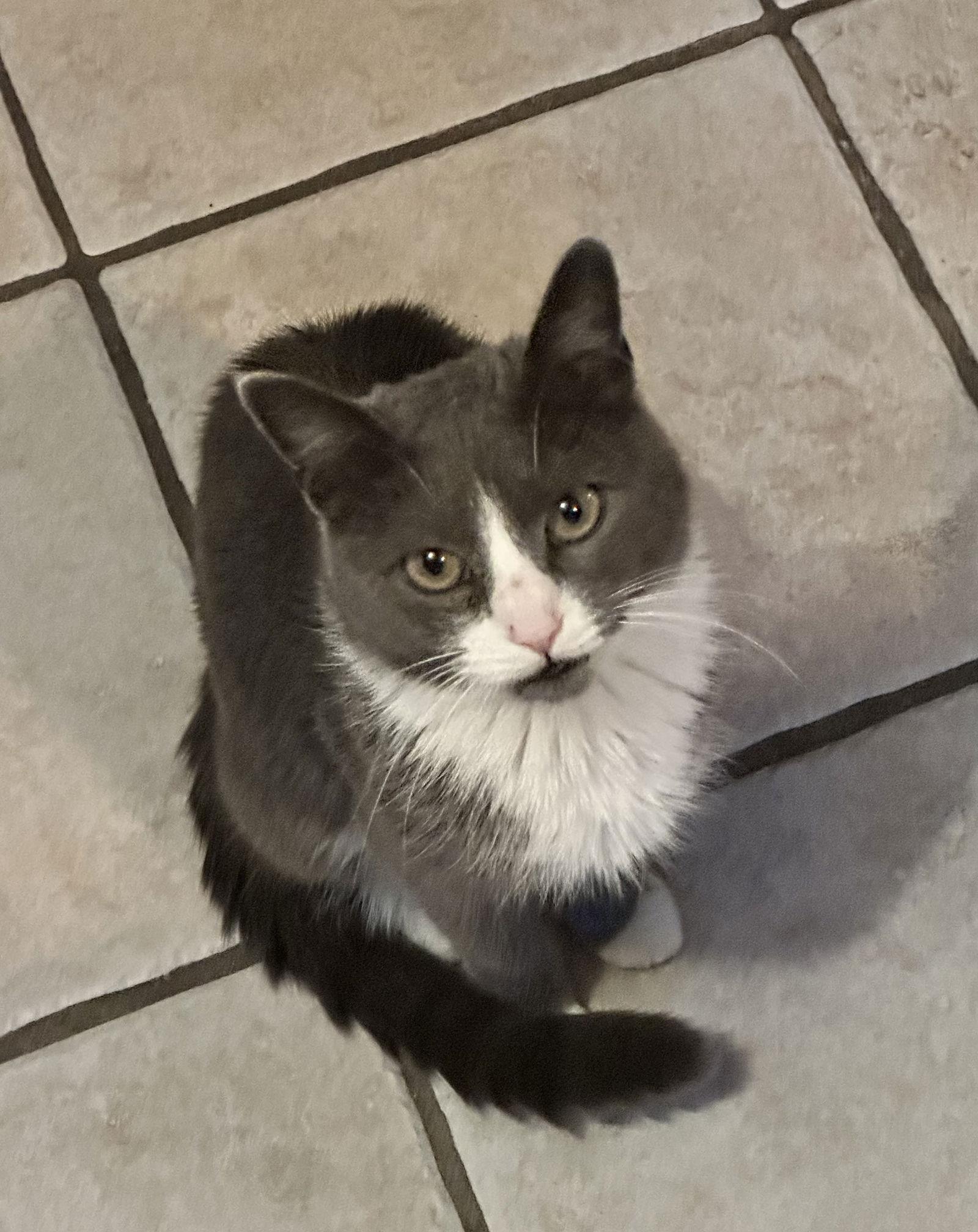 Enlarge Allie, a Adopted Domestic Short Hair in Stewartsville, NJ image 3/3