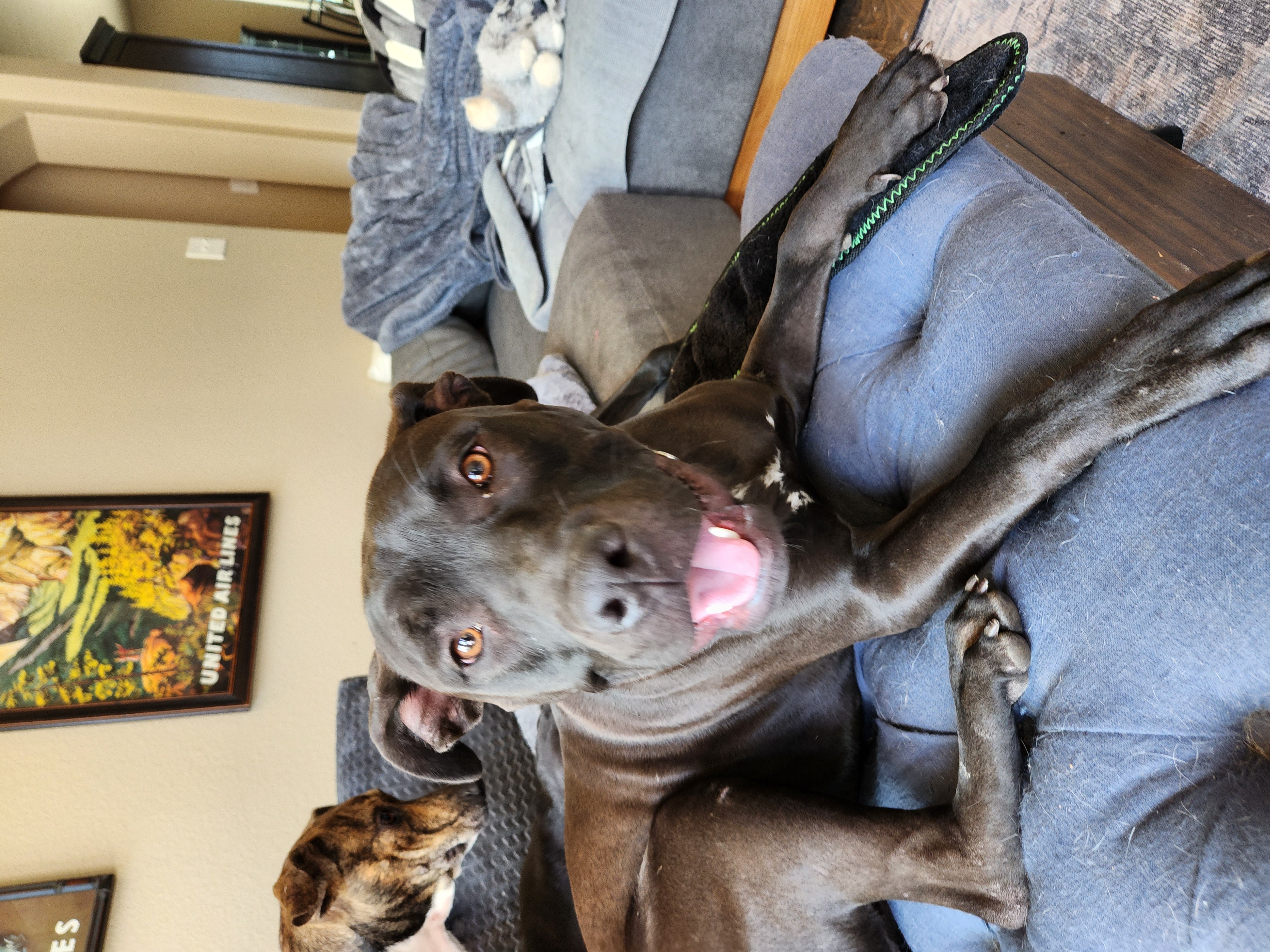 Enlarge Atlas, a Adoptable mixed breed in Killeen, TX image 5/6