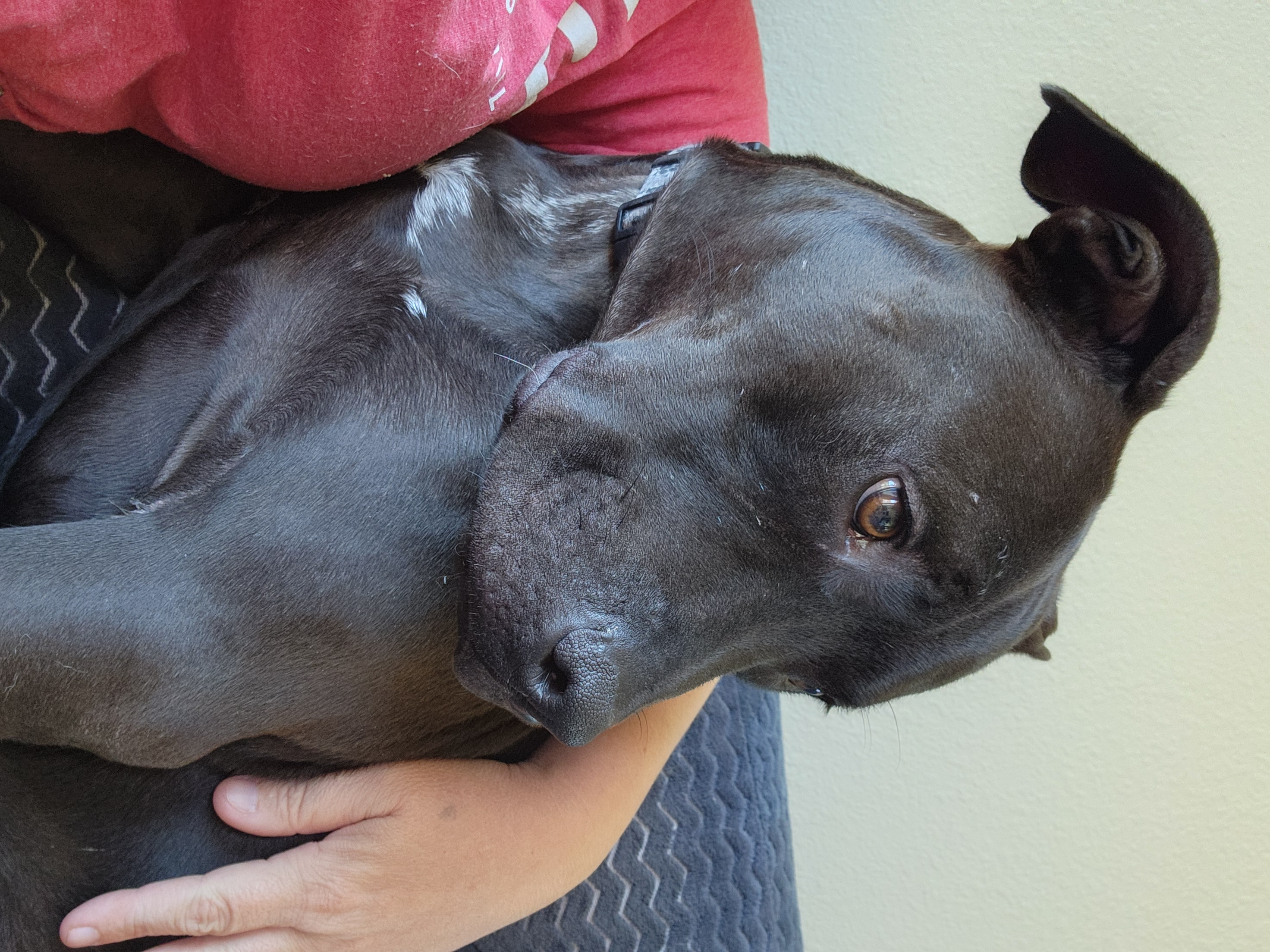 Enlarge Atlas, a Adoptable mixed breed in Killeen, TX image 3/6