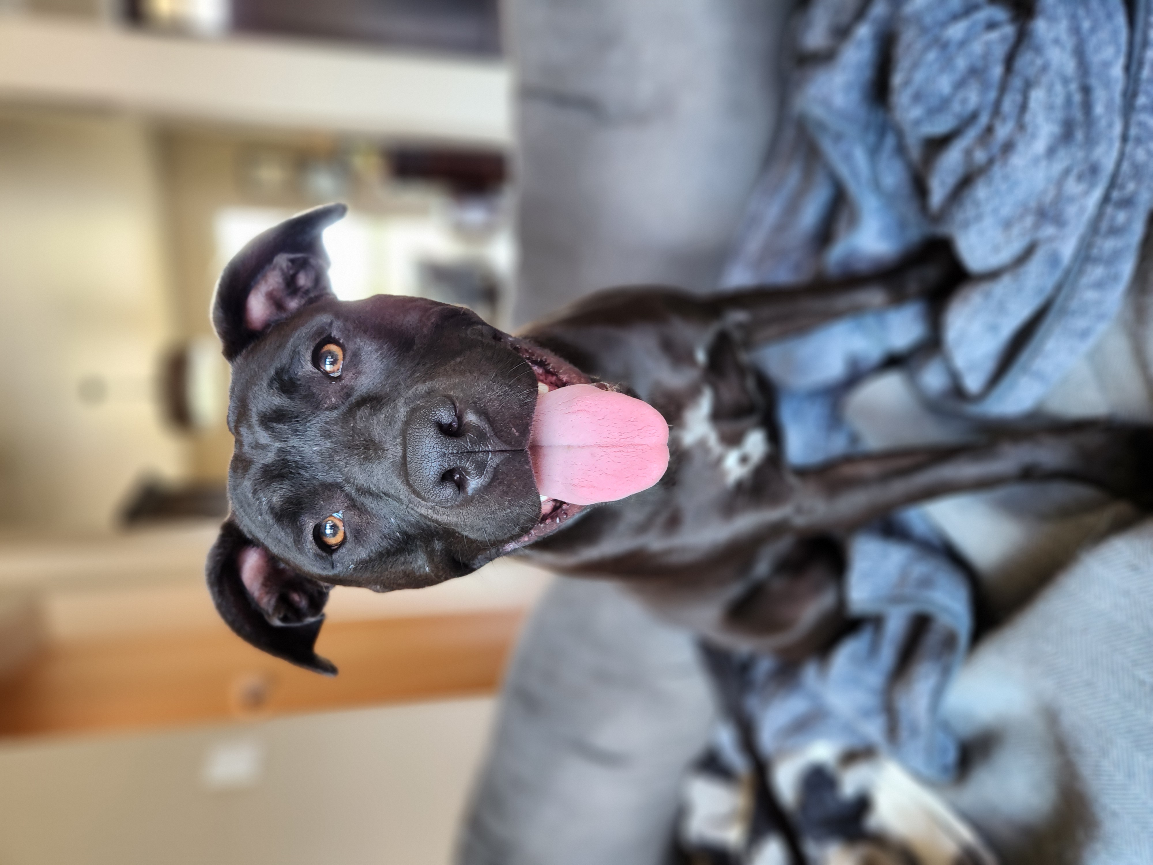 Enlarge Atlas, a Adoptable mixed breed in Killeen, TX image 6/6