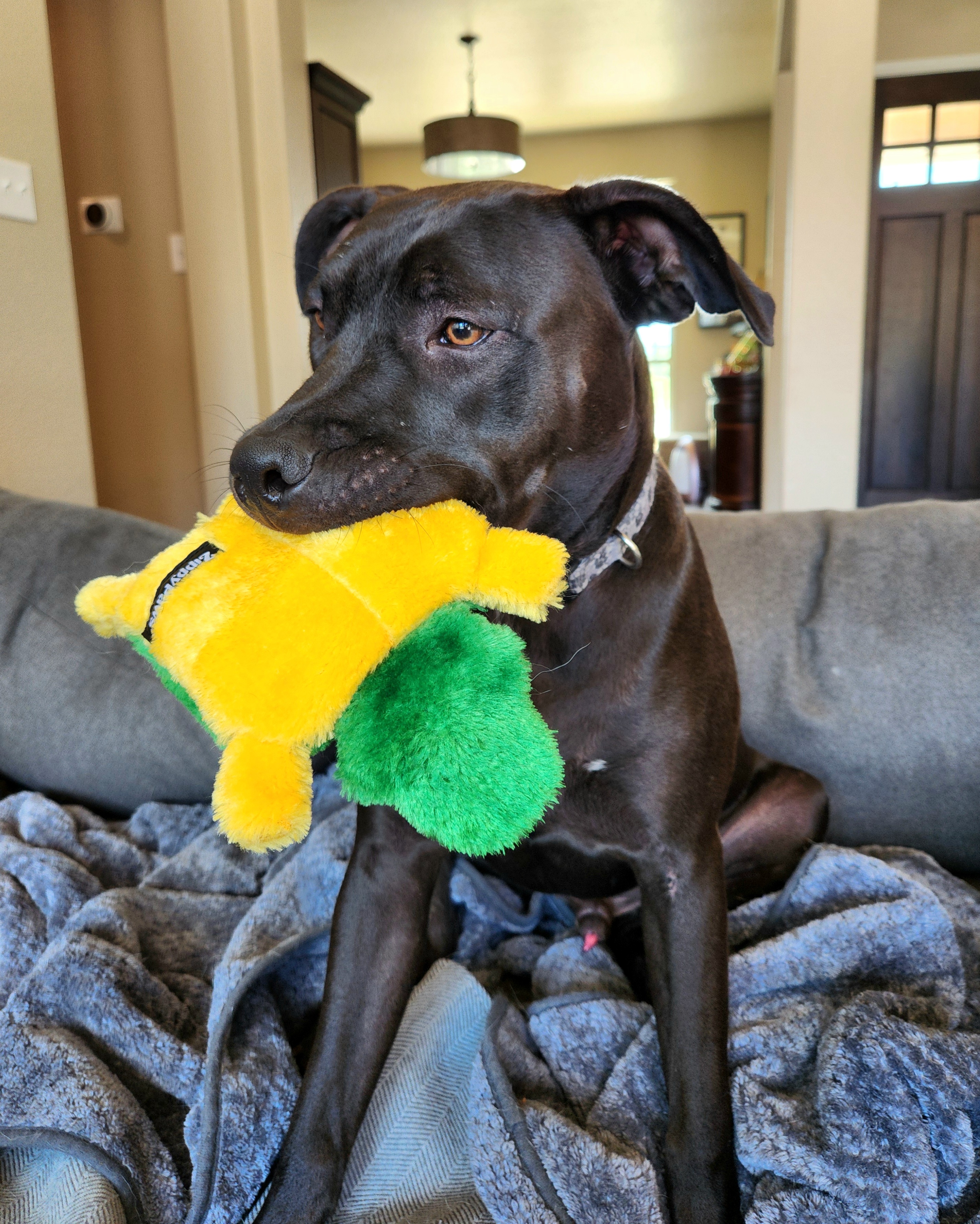 Enlarge Atlas, a Adoptable mixed breed in Killeen, TX image 2/6