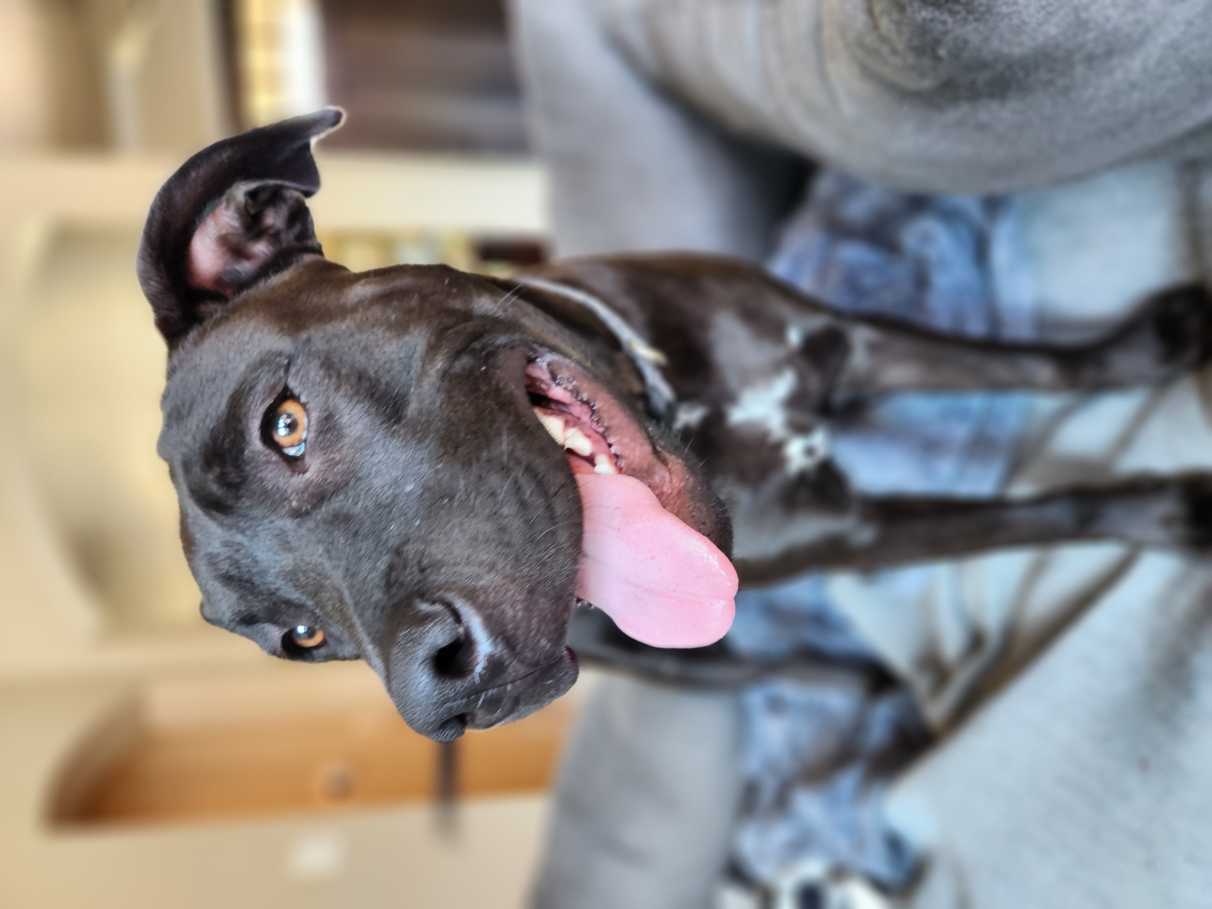 Enlarge Atlas, a Adoptable mixed breed in Killeen, TX image 1/6