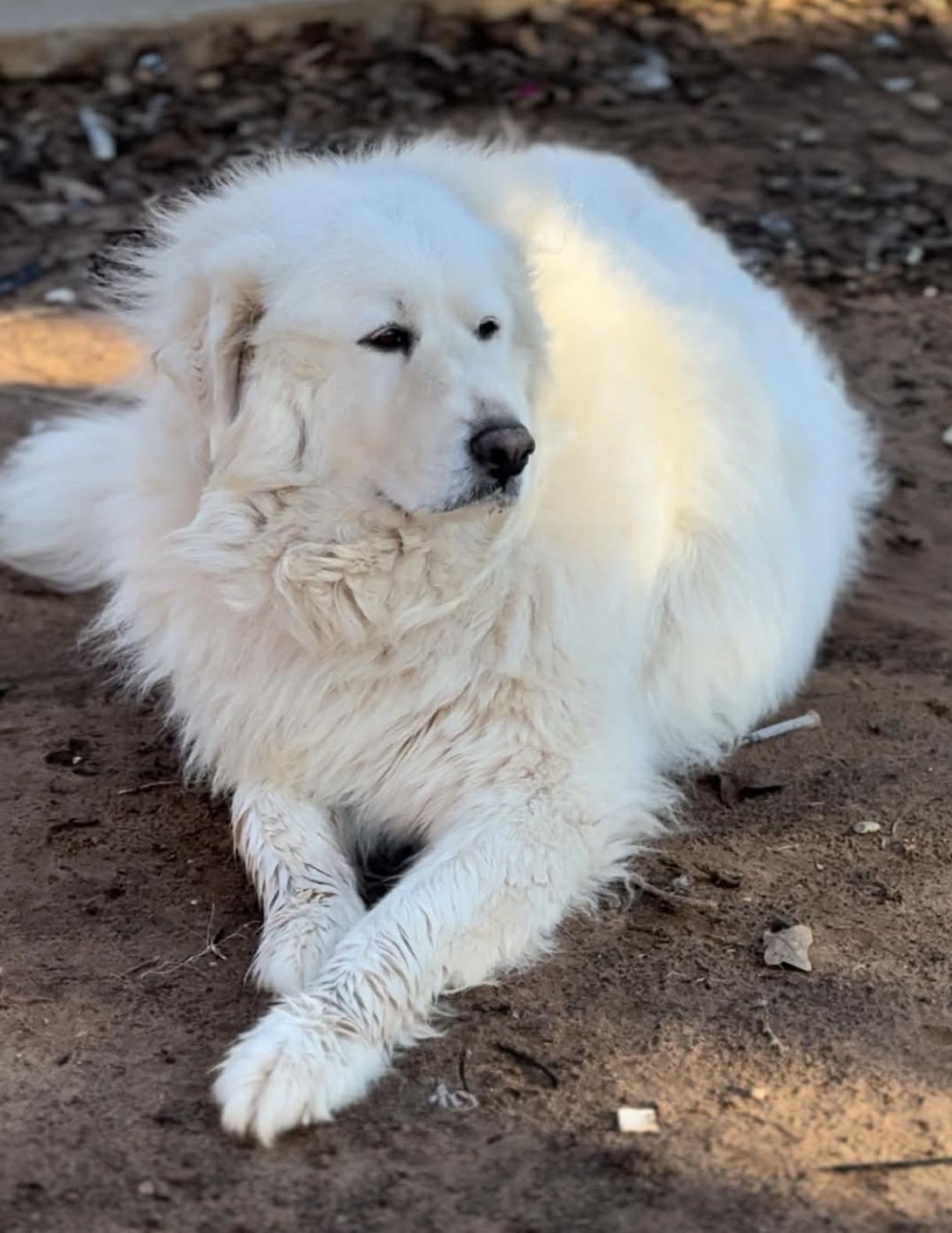 Poochie, Adoptable, Adult Female Great Pyrenees & Mixed Breed.