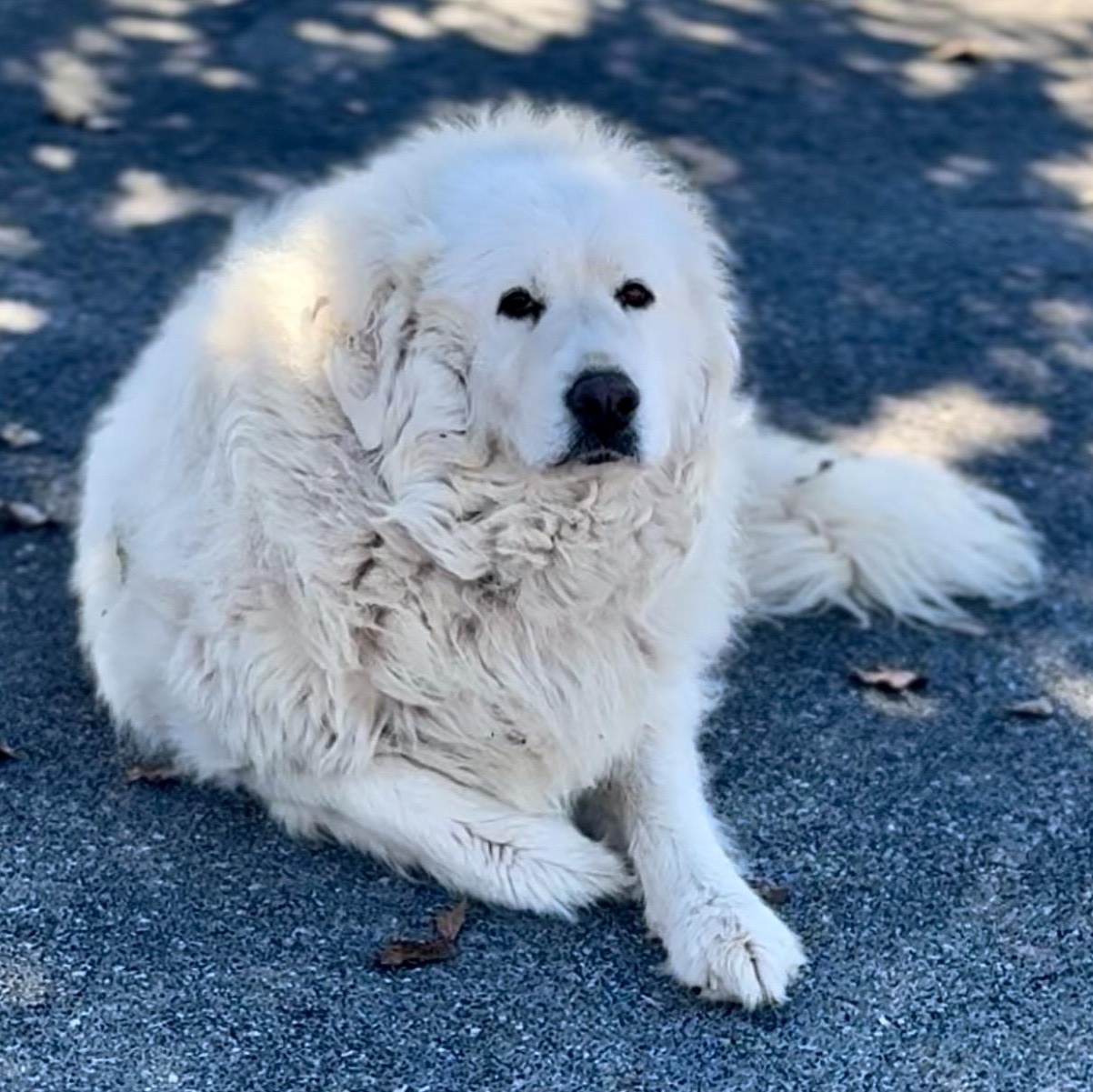 Enlarge Poochie, a Adoptable mixed breed image 2/5