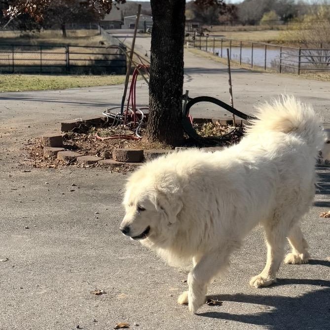 Enlarge Poochie, a Adoptable mixed breed image 4/5